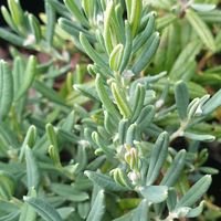 Andromeda polifolia 'Blue Ice'